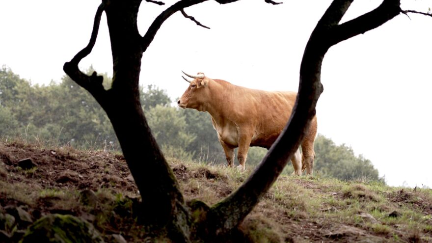 Discarlux 1 Buey Rubio Gallego Alta