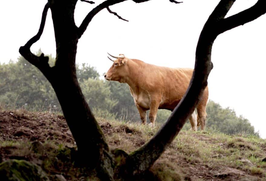 Pontevedra capital de la carne con las I Jornadas Varela–Discarlux