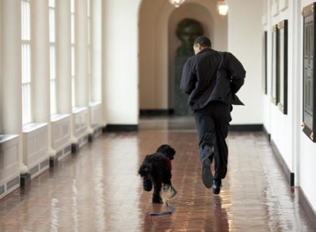 Critican a Obama por no adoptar a un perro «necesitado»