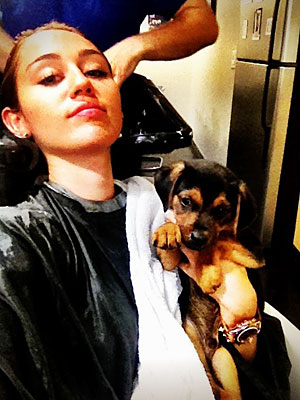 Miley Cyrus recoge a un perro de la calle