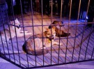 PETA critica la presencia de lobos en la fiesta de la premiere de Amanecer. Parte 2