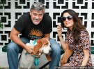 Amal Clooney y George Clooney serán padres de gemelos según In Touch