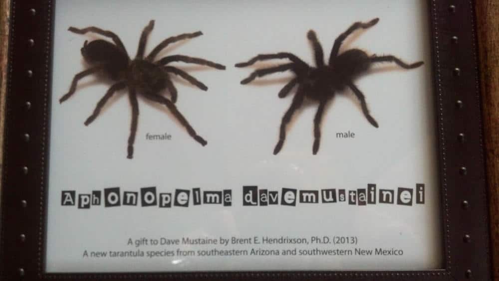 Dave Mustaine anuncia un nuevo tipo de tarántula que lleva su nombre