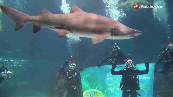 Carlos Checa se ha sumergido hoy con los tiburones del Aquàrium