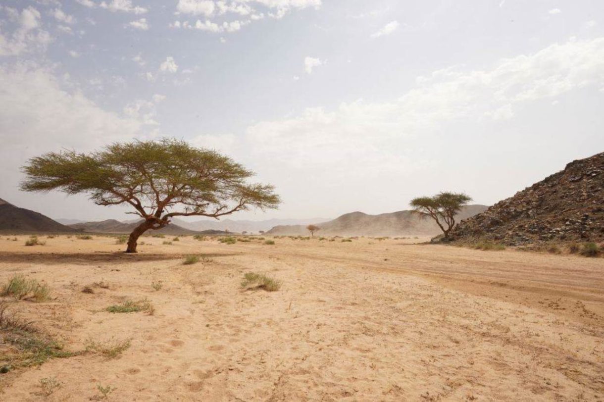 Dakar 2020: Josep Maria Mas, Jaume Betriu y Fausto Mota