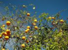 Berkan, la capital de las naranjas de Marruecos