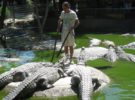 Conoce los cocodrilos muy de cerca en Cocodrilo Park