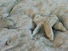 Yacimiento paleontológico de Costalomo, pisadas de dinoraurio únicas en el mundo