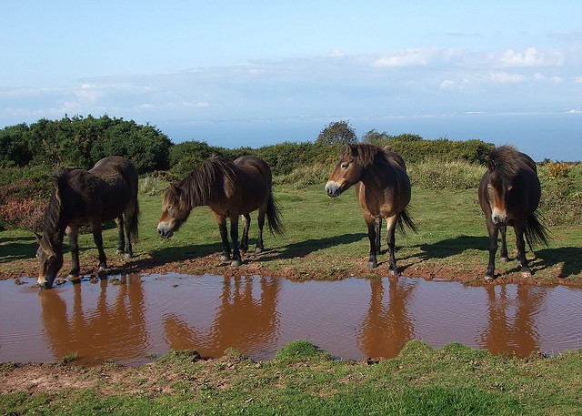 Parque Nacional de Exmoor