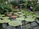 El Jardín Botánico en la ciudad de Bonn