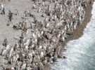 Conoce los pingüinos de Magallanes en Punta Tombo