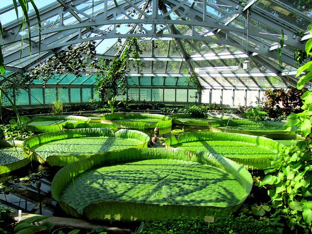 Los invernaderos de Gruson, jardín botánico en la ciudad de Magdeburgo