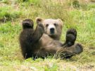 La isla de Kodiak, en compañía de osos pardos