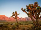 El Parque Nacional Joshua Tre, un atractivo lugar al sur de California