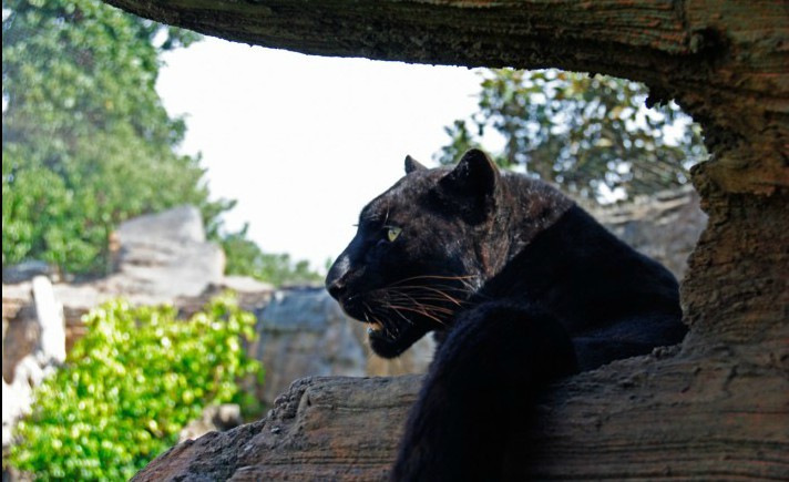 El Bioparc de Valencia, un trozo de África en pleno centro de la ciudad