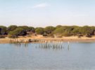 El Parque Nacional de Doñana, un tesoro natural en el Sur de España