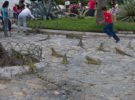 El parque de las Iguanas en Guayaquil
