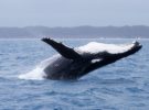 Hervey Bay y el avistamiento de ballenas jorobadas