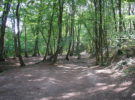 Bosque de Brocelianda en Francia