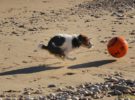 Descubre las playas que permiten perros en Galicia