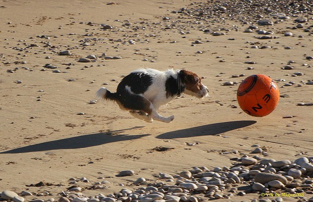 Descubre las playas que permiten perros en Galicia