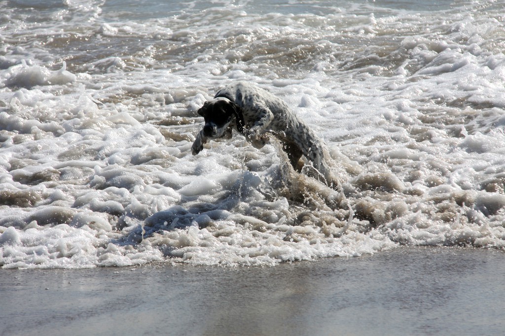 Descubre las playas que permiten perros en Mallorca