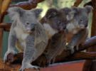 Lone Pine, el santuario de los koalas de Brisbane