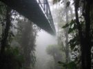 Paseo en teleférico del bosque Lluvioso