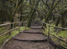 El Parque de Garajonay de La Gomera, un rincón mágico de Canarias