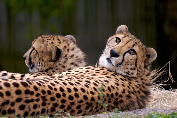 Zoológico de Houston