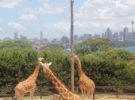 Taronga Zoo, el parque zoológico de Sidney