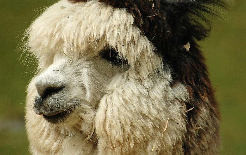 Reserva Nacional Las Vicuñas