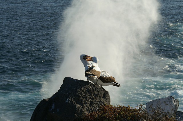 Galápagos registró incremento de visitantes en 2015