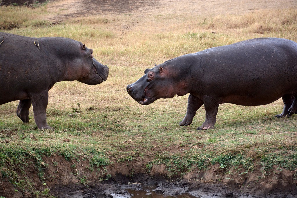 Anímate a un safari por África