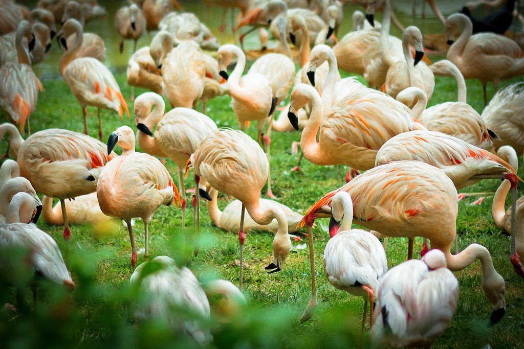 Los zoo más reconocidos del mundo