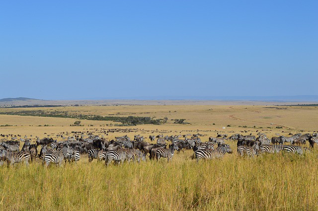 Los 4 safaris más destacados de Kenia