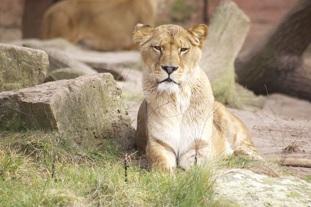 El Zoológico de Londres ofrece nueva experiencia a los visitantes