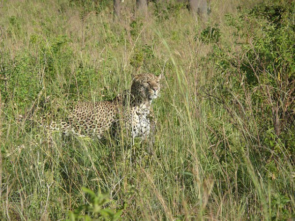 Los 4 safaris más destacados de Kenia