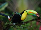 Ruta para fomentar el Aviturismo en Costa Rica