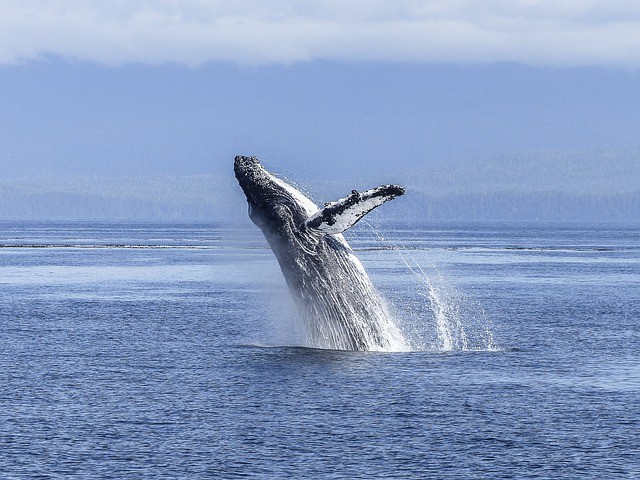 Costa Rica albergará el Festival de las Ballenas en 2016