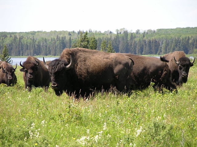 Las 5 visitas para hacer en Manitoba