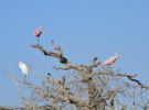 Andalucía se mantiene como líder en turismo Ornitológico