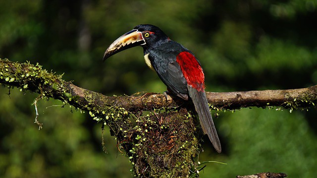 Costa Rica fomentará la gastronomía tradicional para atraer a nuevos turistas