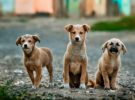 Aumentan las casas rurales que admiten mascotas en España