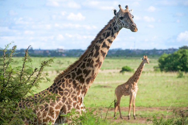 Nairobi tendrá un segundo hotel Carlson Rezidor