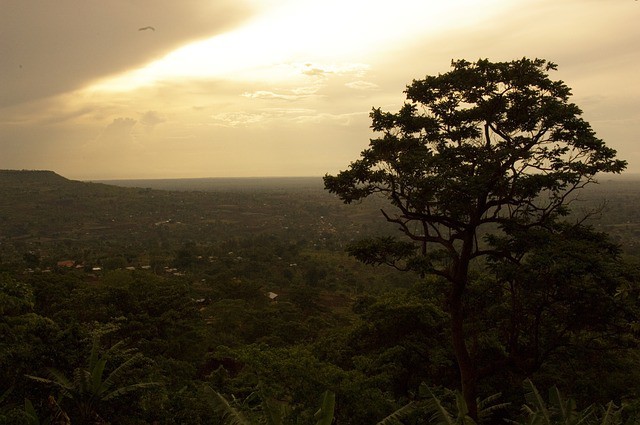 El brote de gripe aviar de Uganda perjudicará al turismo