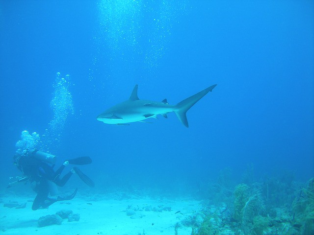 Bahamas participará en la Feria Internacional de Buceo de España