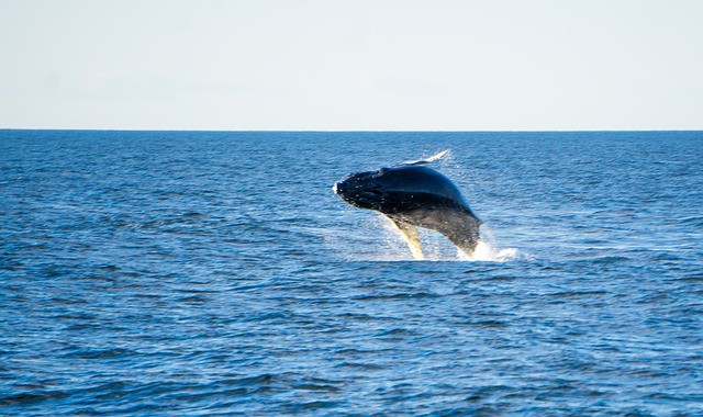 El avistamiento de ballenas jorobadas, el gran atractivo de Samaná