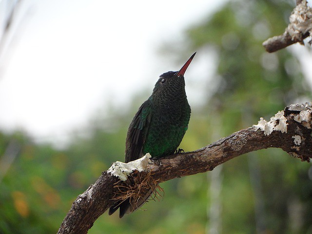 El avistamiento de aves como atractivo turístico en Colombia