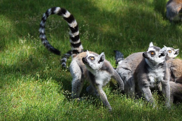 Madagascar, un paraíso natural